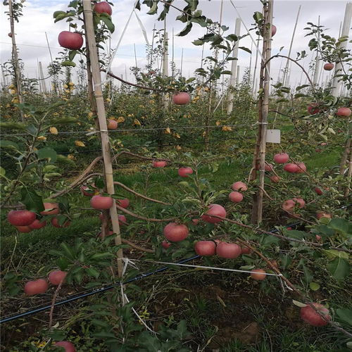 【两年生苹果苗出售价格望乡红苹果苗出售价格】- 