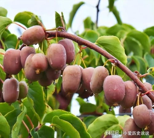 中国又一种果树走红好,好吃又营养