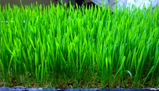 陕西智能化水培牧草智能种植质量放心可靠「青泓农业」